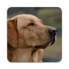 Bordskånere Til Glas>2 STK Labrador Dog Coastere