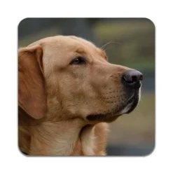 Bordskånere Til Glas>2 STK Labrador Dog Coastere