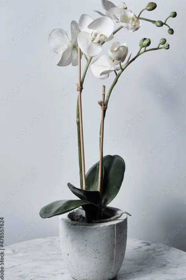 Bambuspinde 80 cm Ø6 mm – 500 stk, til planter, orkidéer og dekoration Outlet