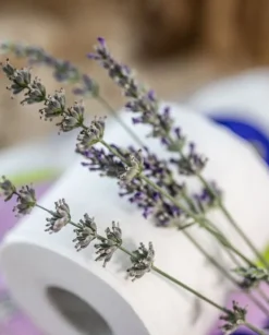 Renova Skin Care Lavender 12R Toiletpapir Discount