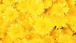 SKÆREBRÆT I GLAS 52x30 BLOMSTER Clearance