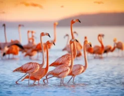 SKÆREBRÆT I GLAS 52x40 FLAMINGO BEACH Online