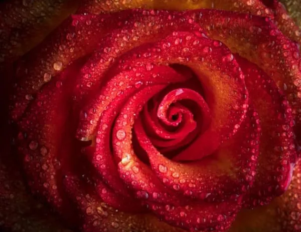 Skeer & Skovle>SKÆREBRÆT I GLAS 52x40 ROSA