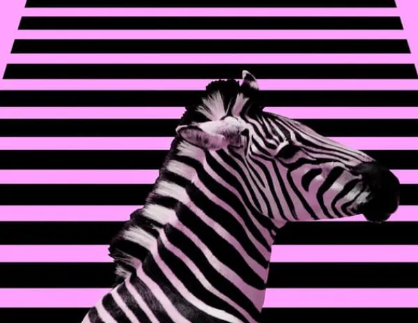 SKÆREBRÆT I GLAS 52x40 ZEBRA Hot